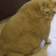 Illustration for article titled Spongebob, the 33-Pound Cat-Daddy of Cuddles, Dies of a Broken Heart